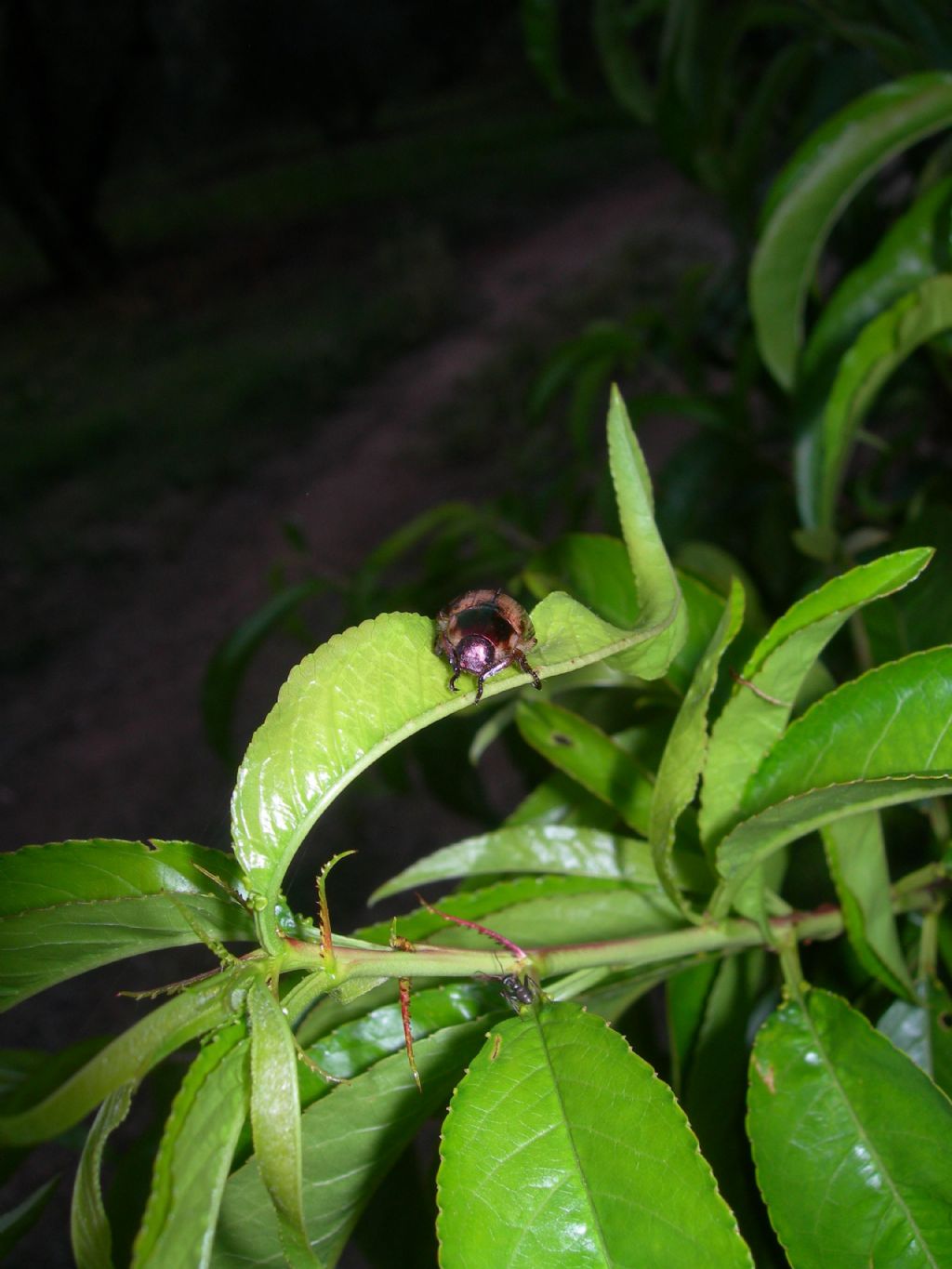 Mimela junii junii, Rutelidae